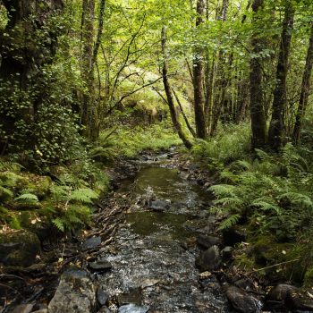Posada-riral-el-achichuelo-bosque-iregua